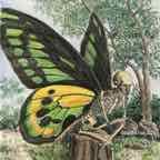 Skeleton Seated with Butterfly Wingsccr