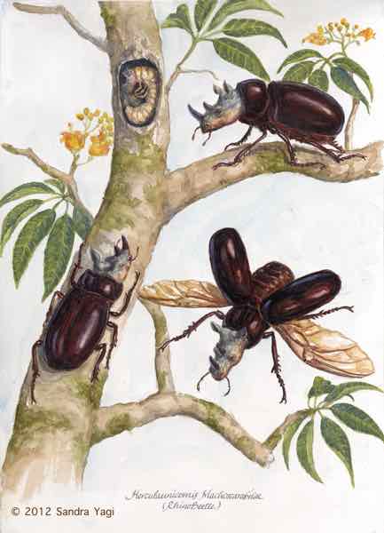 Rhinobeetle, watercolor on paper 16x11 5/8 SOLD