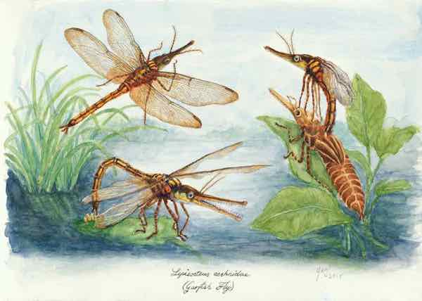 Garfish Fly, watercolor and ink on paper, 2016