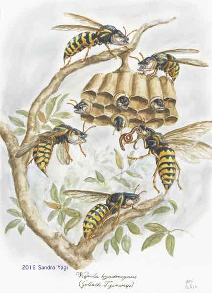 Goliath Tigerwasp watercolor and ink on paper 2016, 16 x 11 5/8