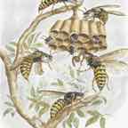Goliath Tigerwasps_FINAL cr