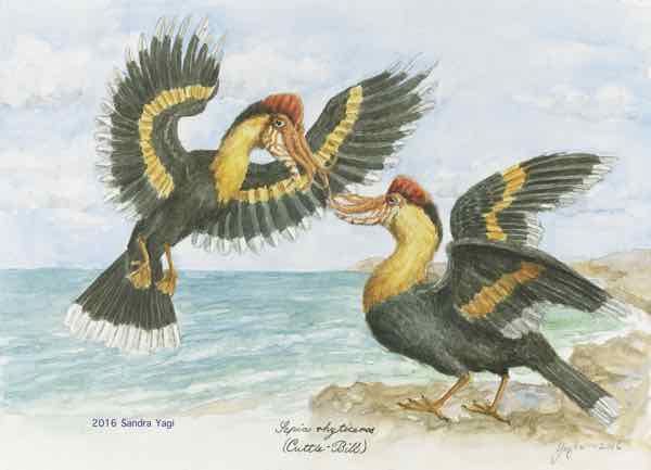 Cuttlebill, watercolor and ink on paper 2016 11 5/8 x 16