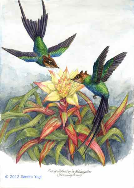 Hummingshrew, watercolor and ink on paper, 2012, 11 5/8 x 16