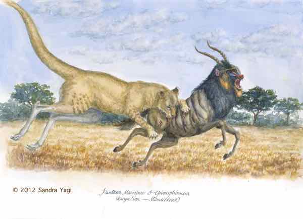 Kangalion, watercolor and ink, 2012, 16x10.75