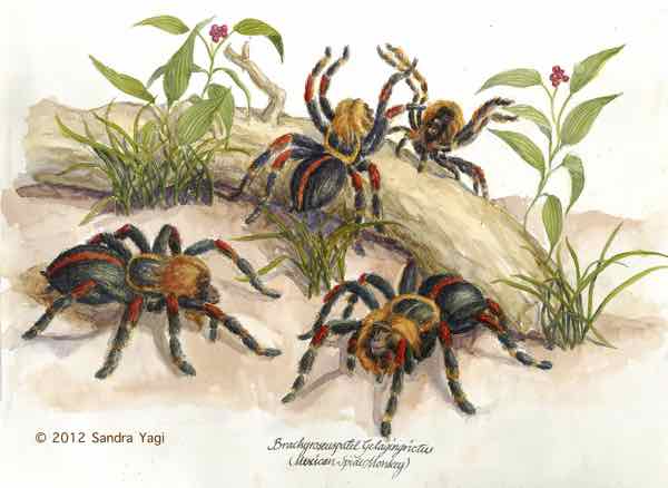 Spidermonkey, watercolor and ink on paper,  2012, 11 5/8 x 16