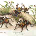Spidermonkey_Final_6_inch cr
