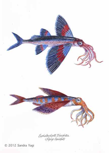 Squidfish, watercolor and ink on paper,  2012, 16x11 5/8