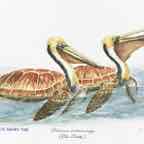 Peli-Turtle_FINAL cr jpeg