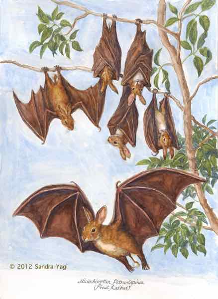 Fruitrabbat, watercolor and ink on paper 2012 11 5/8 x 16