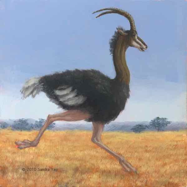 Ostrich Racer, Archival inkjet print, Edition: 30, 6x6 image, 6.5x6.75 sheet	