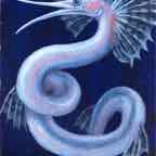  snipe eel cr