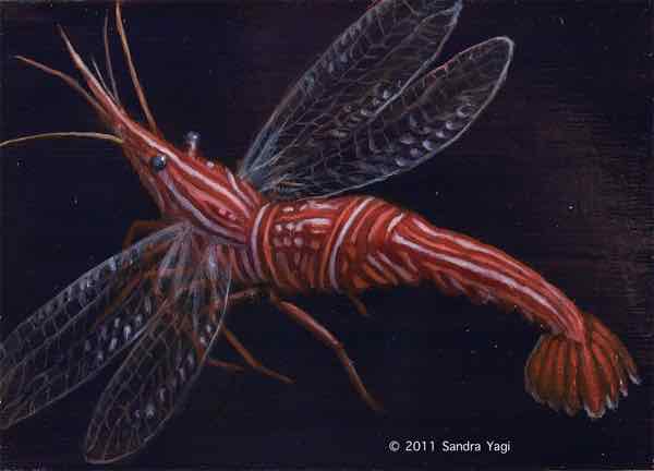 Peppermint Shrimp, Oil on panel, 2011, 5 x 7 SOLD