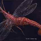 peppermint shrimp cr