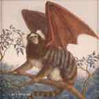marmoset1 cr