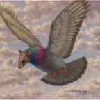 pigeonrat2 cr
