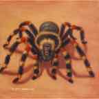 spidermonkey cr