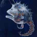 anglerfish w cr
